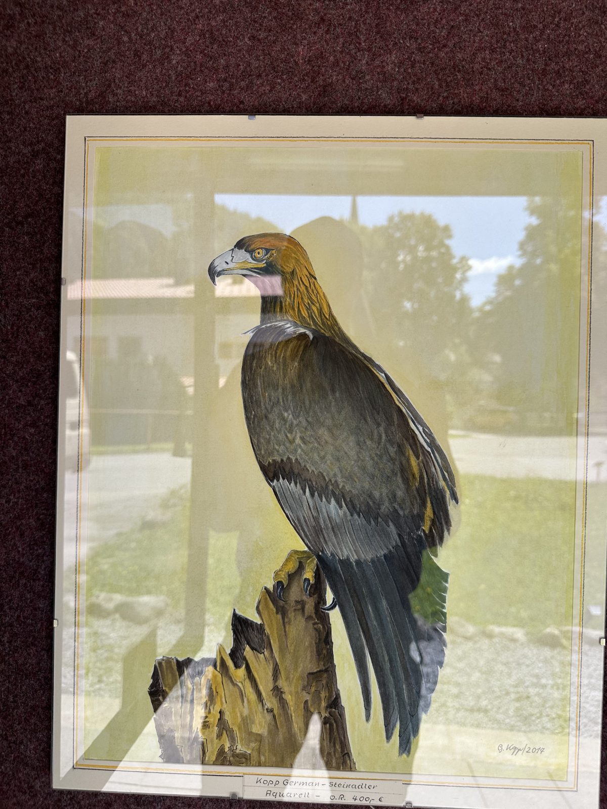 Steinadler