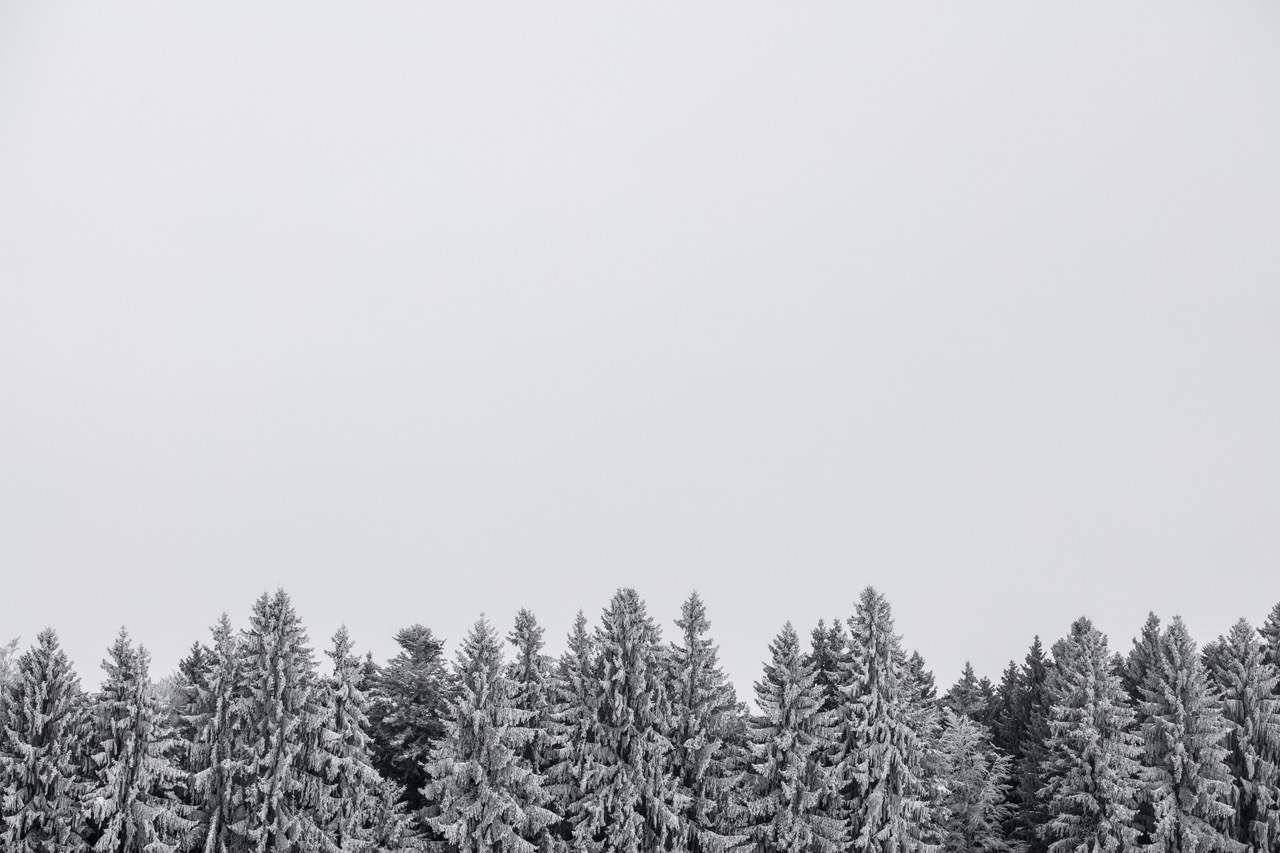 Snowwald